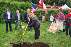 2021-11-05-Plantation cèdre-France (66)